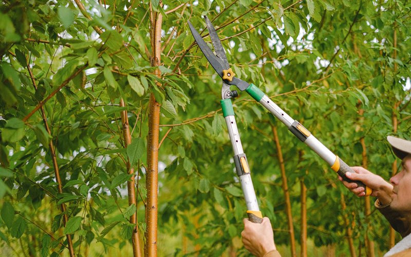 Tree trimming in Canistota, SD